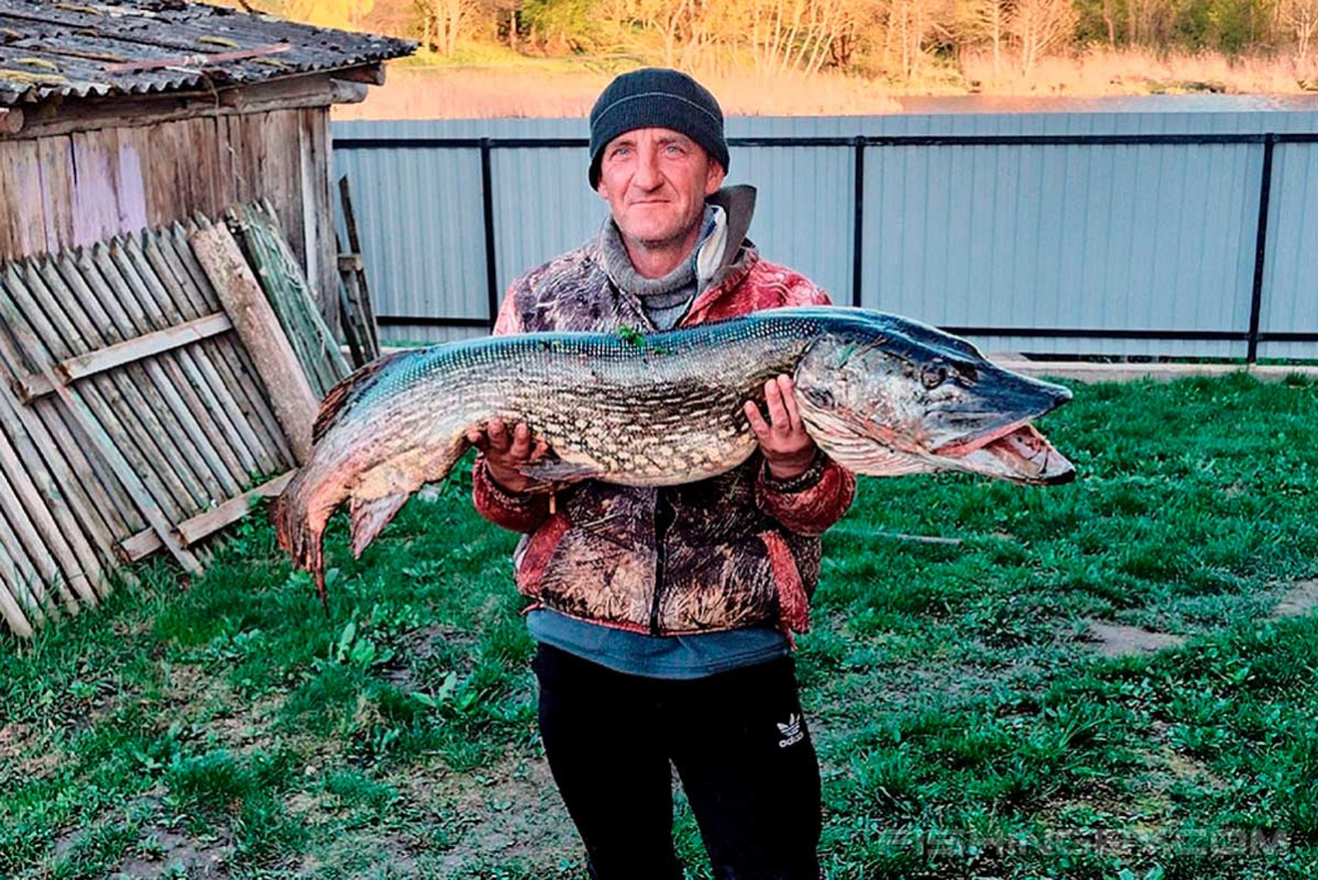 Рыбак из Ошмян поймал огромную щуку – только посмотрите на нее