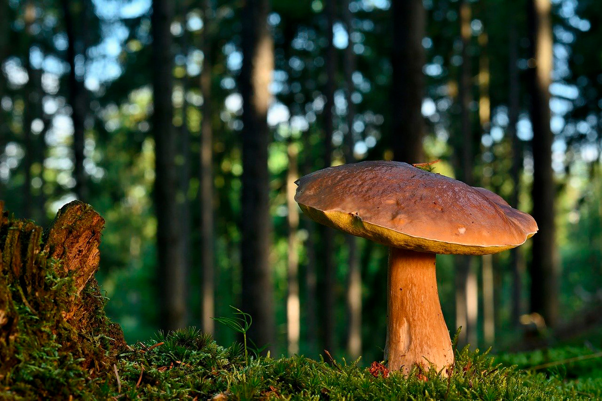 Запреты и ограничения на посещение лесов введены в 38 районах Беларуси