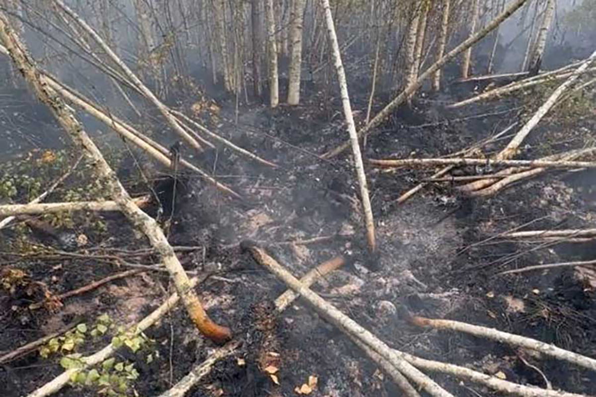Пожар на болотах Ельни потушили – Минлесхоз