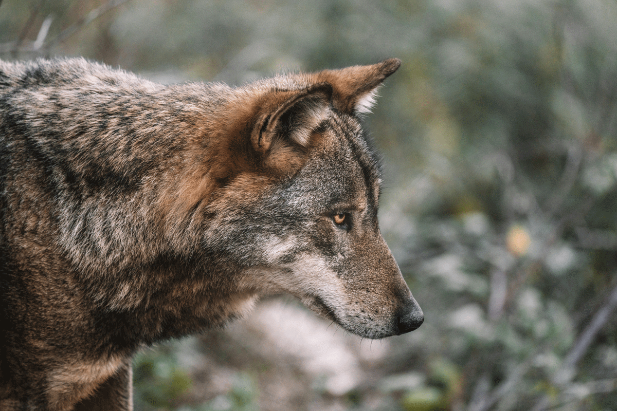 Напугал весь город: убили волка, который бегал по Витебску