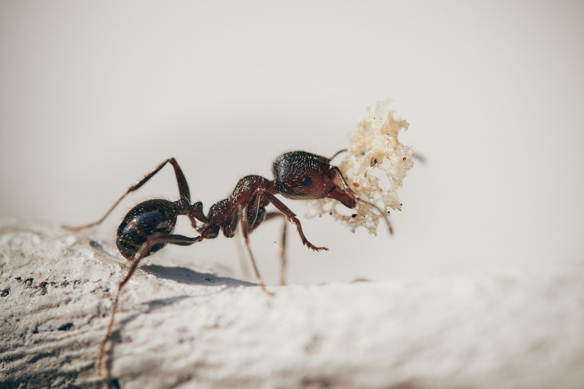 Боремся с муравьями на даче без вреда для растений – советы эксперта