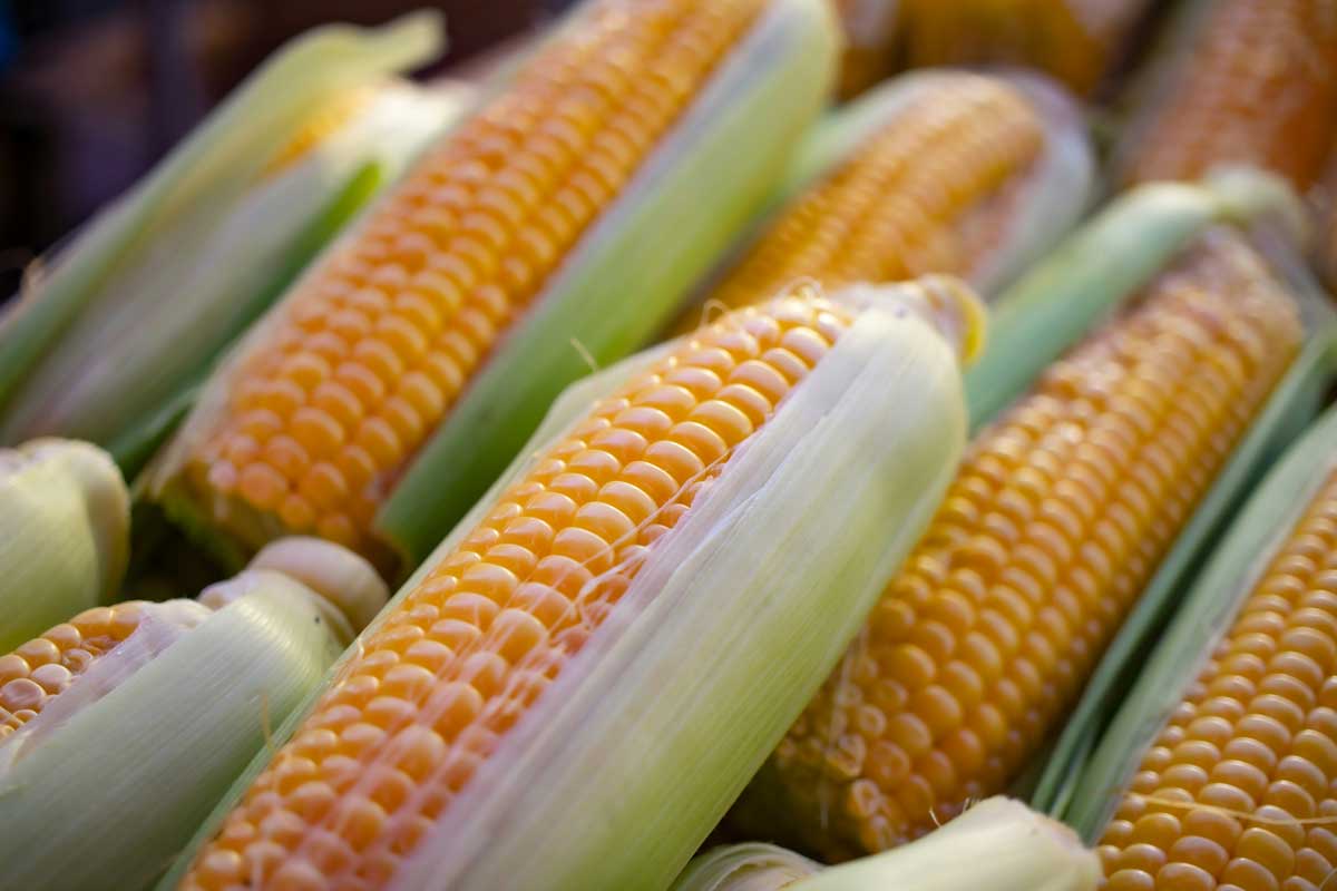 Вырастет высокой: в какие дни лучше всего сажать кукурузу