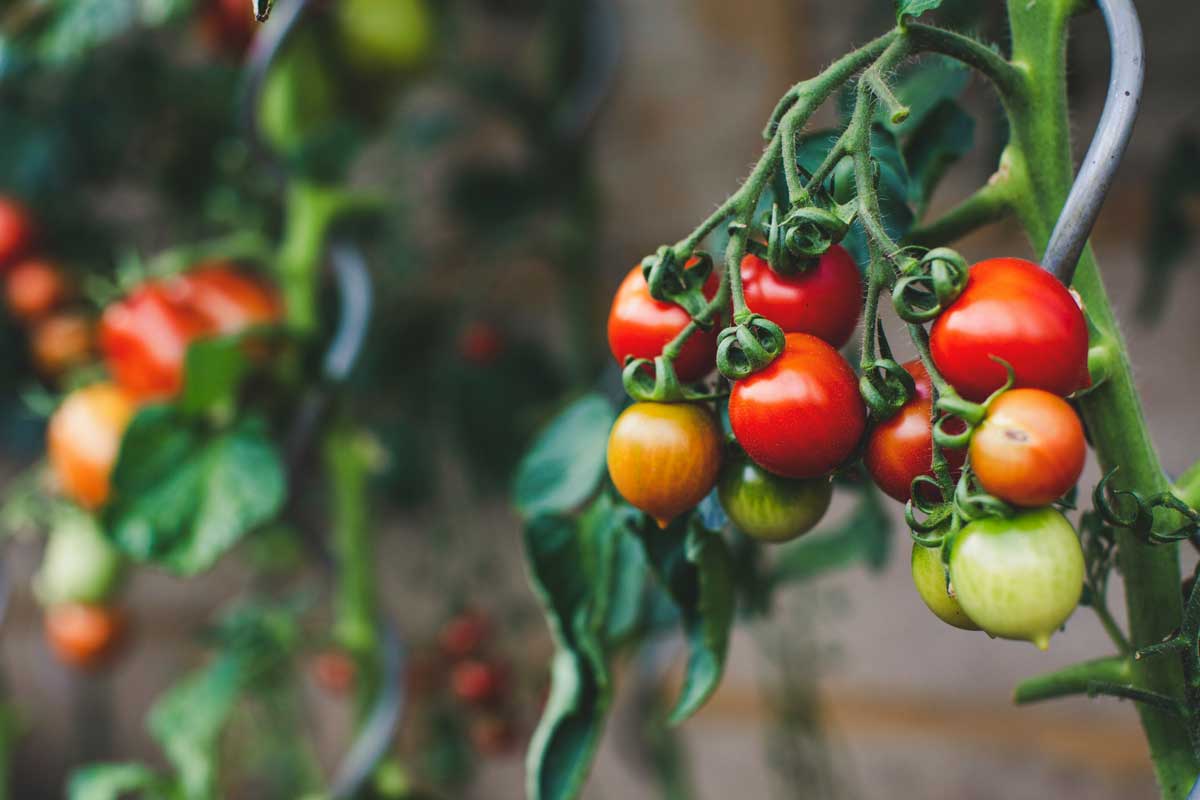 Самый необычный способ выращивания рассады томатов – корни будут крепкими