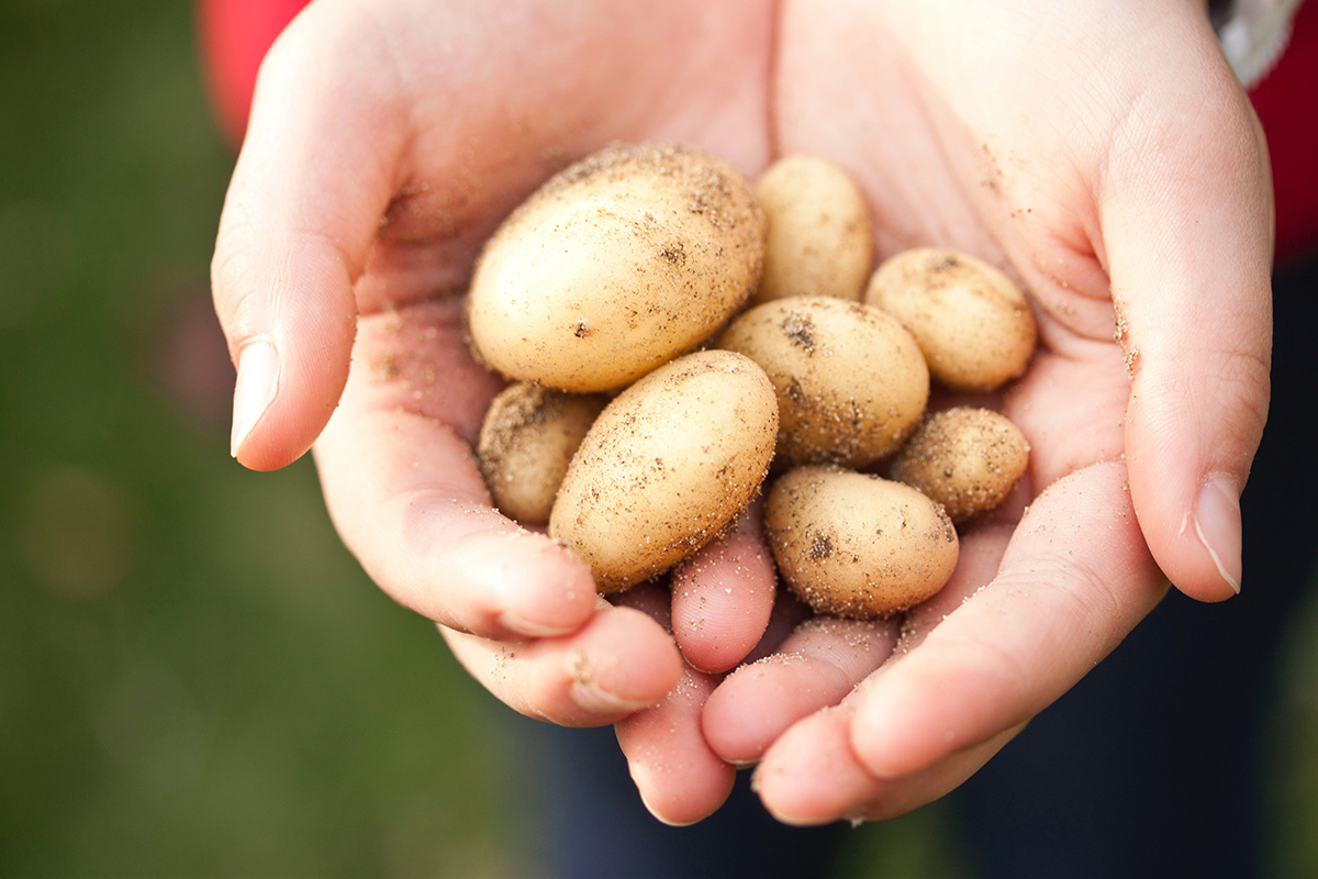 Это удобрение навредит картошке: ни в коем случае не добавляйте его при посадке