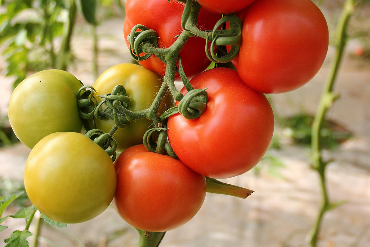 Когда сеять рассаду тепличных и уличных томатов – ответил агроном