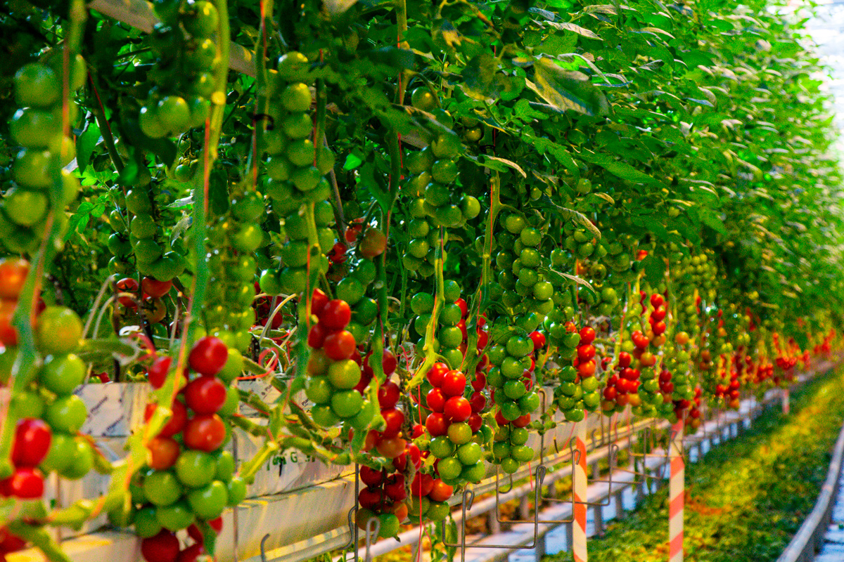 Этим способом урожай томатов можно собирать круглый год