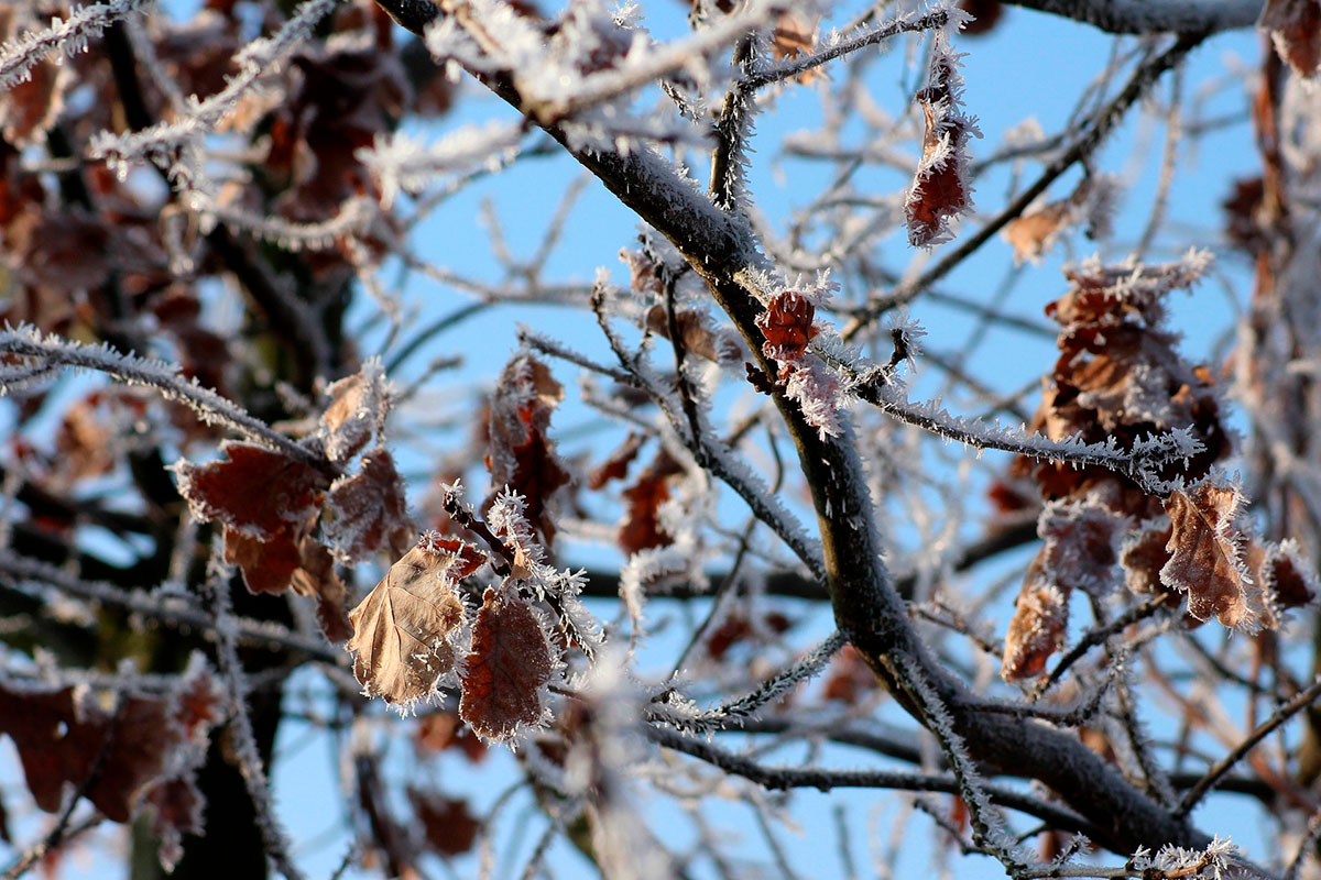 Температурные качели: Рябов рассказал о погоде с 15 по 21 января
