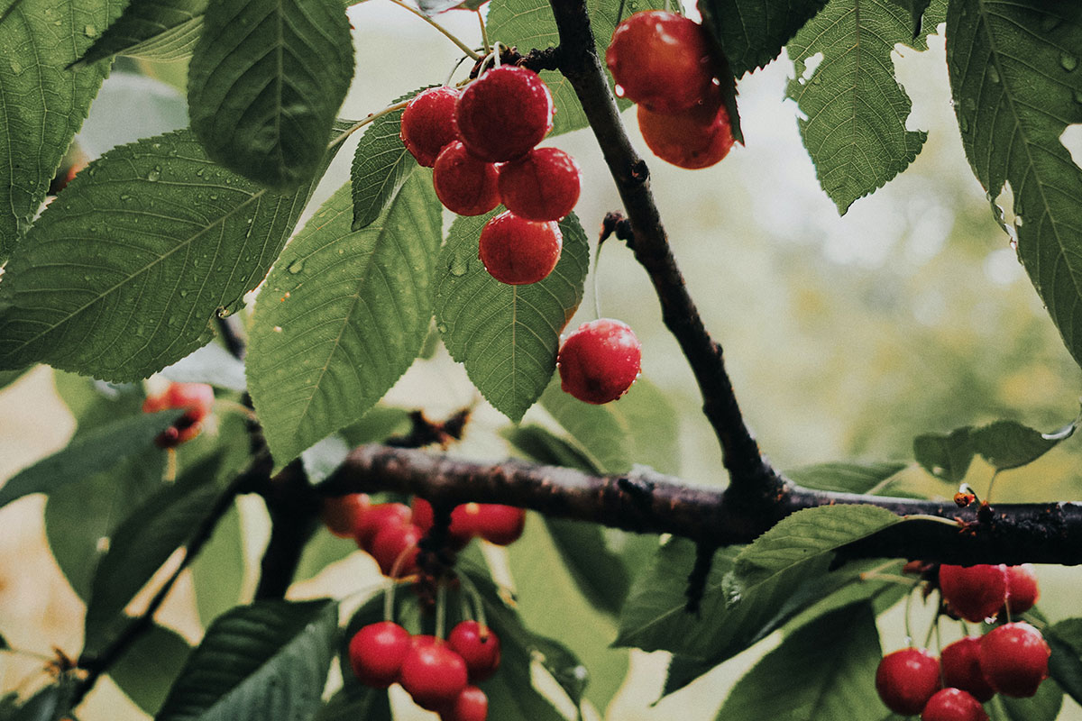 Вишня будет вся в ягодах: лучший раствор для подкормки в период цветения