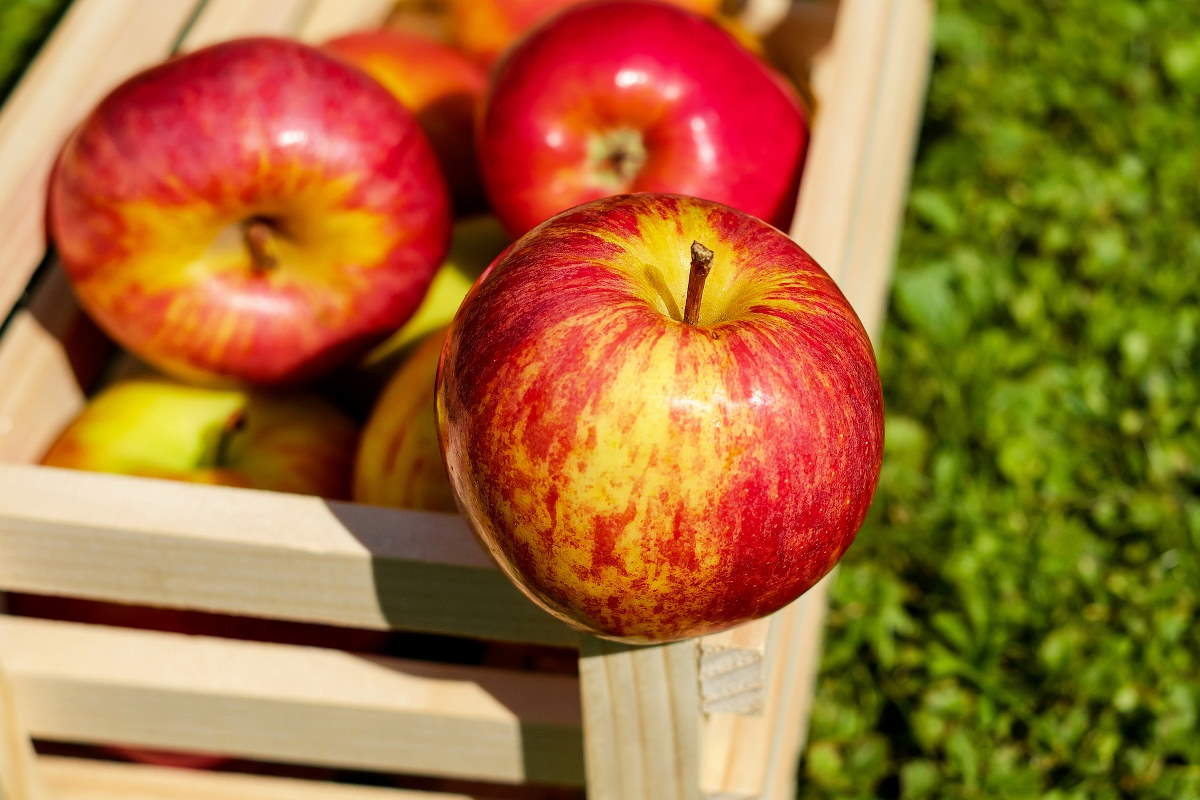 Яблоки будут храниться до весны: дельные советы садоводов