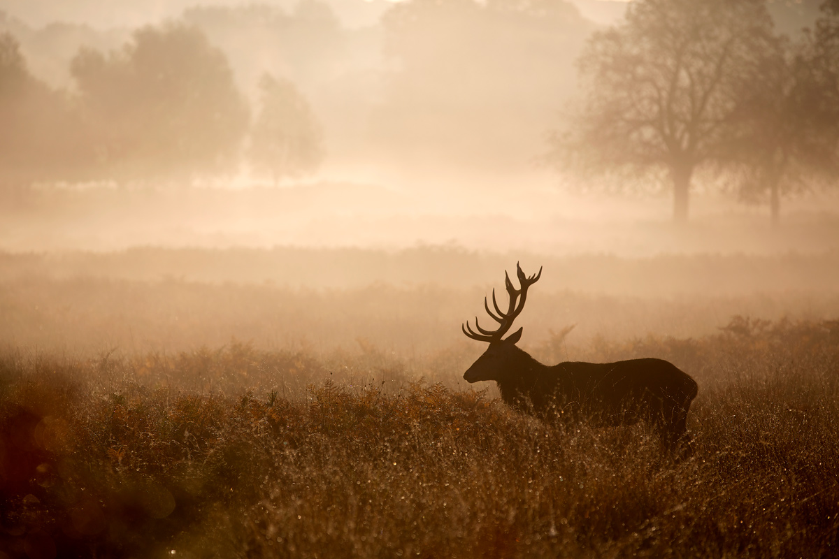 В Беларуси 20 августа открылся сезон охоты на благородного оленя, лося и лань