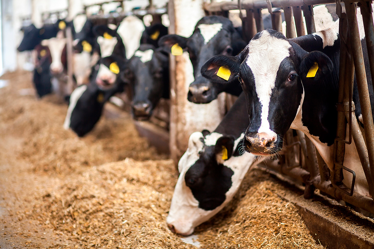 Цифровое молоко: в Беларуси коров будут доить роботы