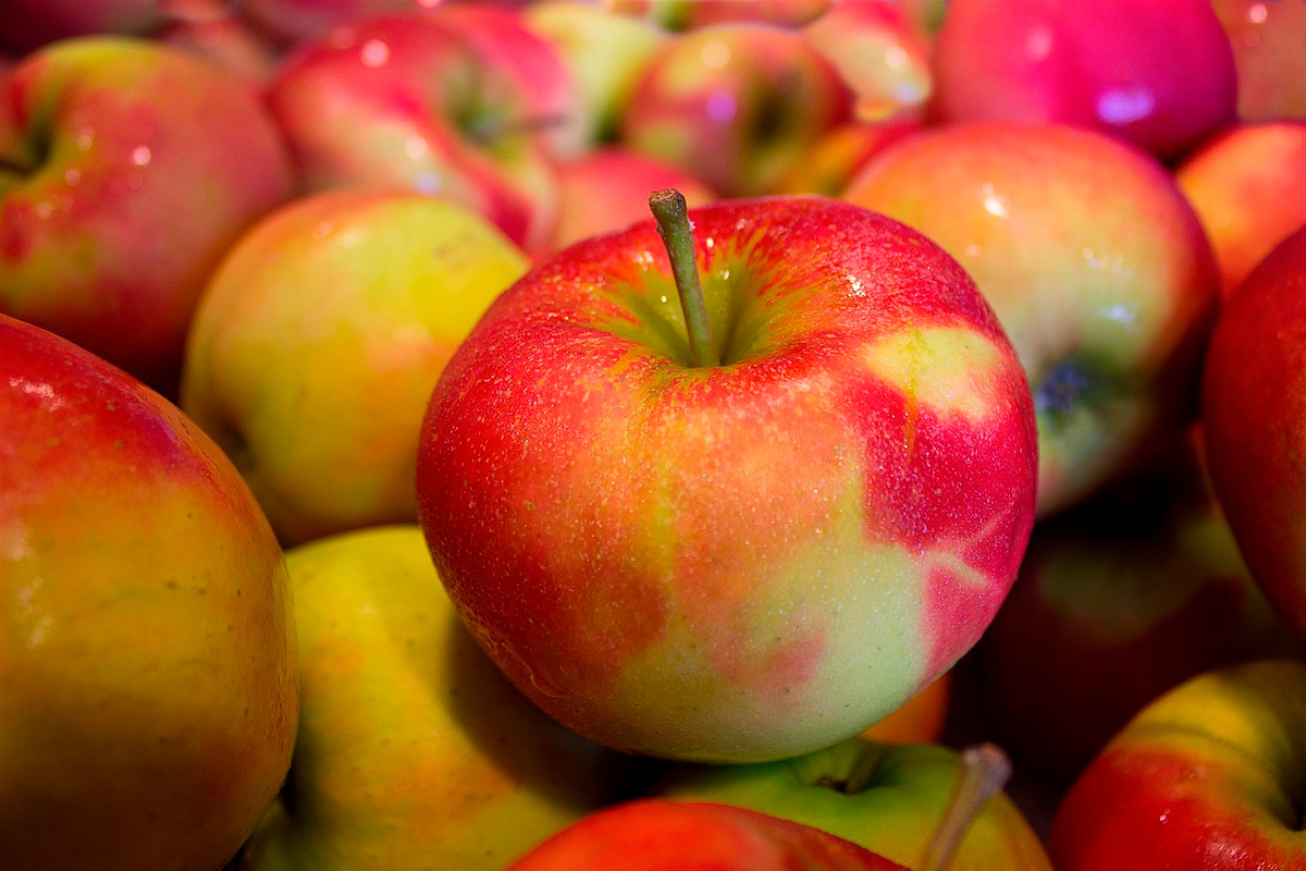 Как сохранить урожай яблок в квартире до весны: эксперты дали советы