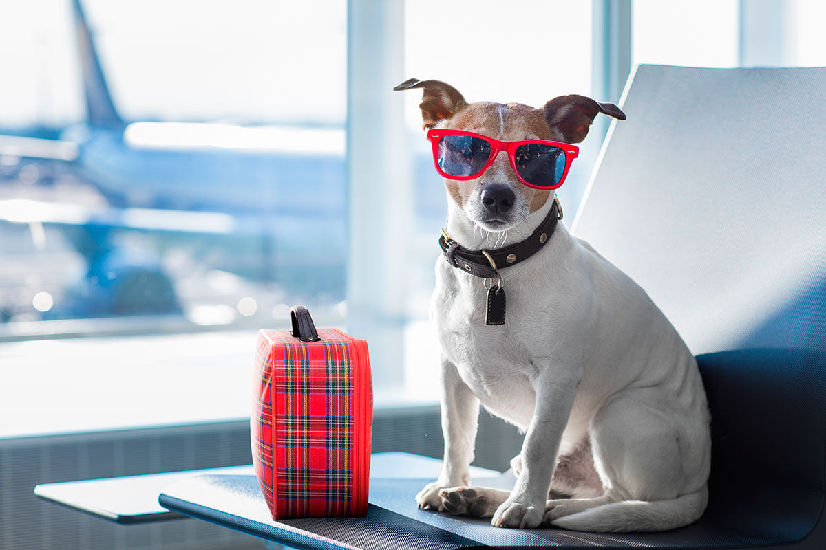 Перелеты для собак организует новая авиакомпания – сколько стоит услуга