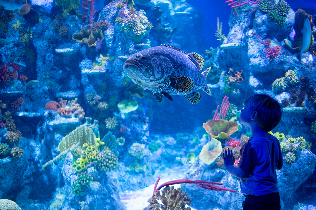 Самый большой аквариум в мире откроют в ОАЭ