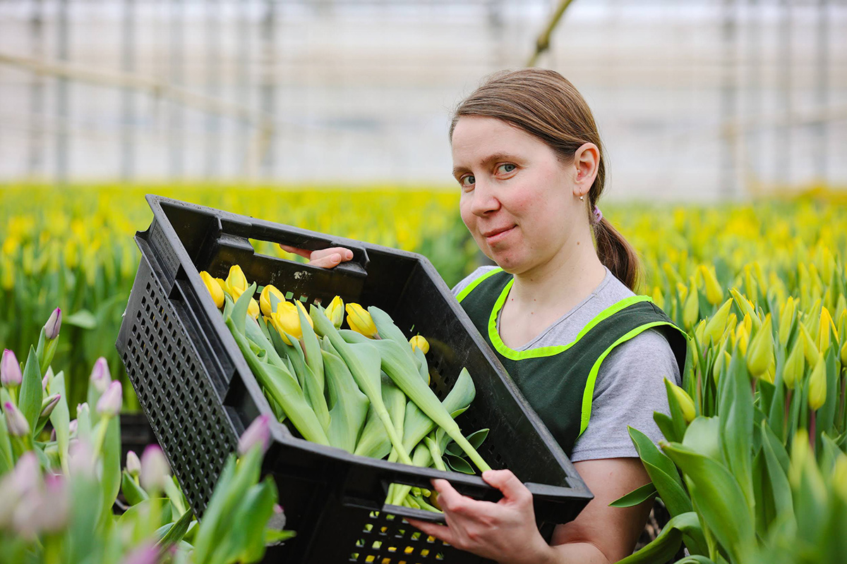 Ласковый март: как выращивают тюльпаны к женскому дню