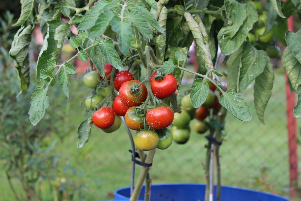 Урожая будет море: лучшие ранние сорта томатов для выращивания в 2024 году