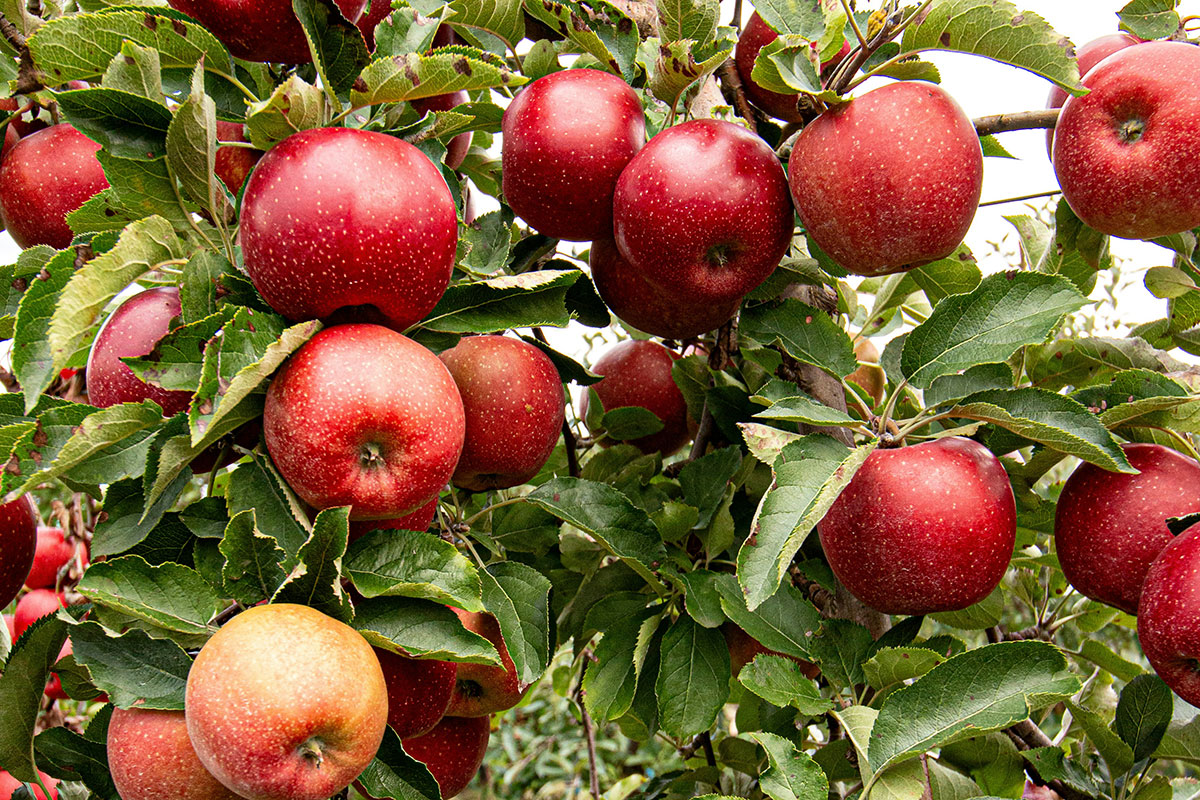 Сорта яблонь, которым не страшна парша, – сохраняйте список