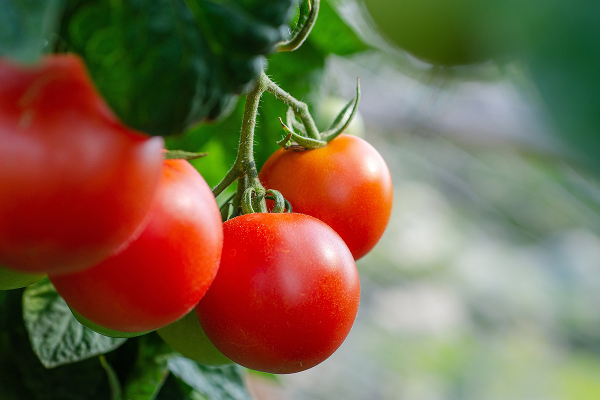 Сорт сверхурожайного томата вывели ученые в Беларуси