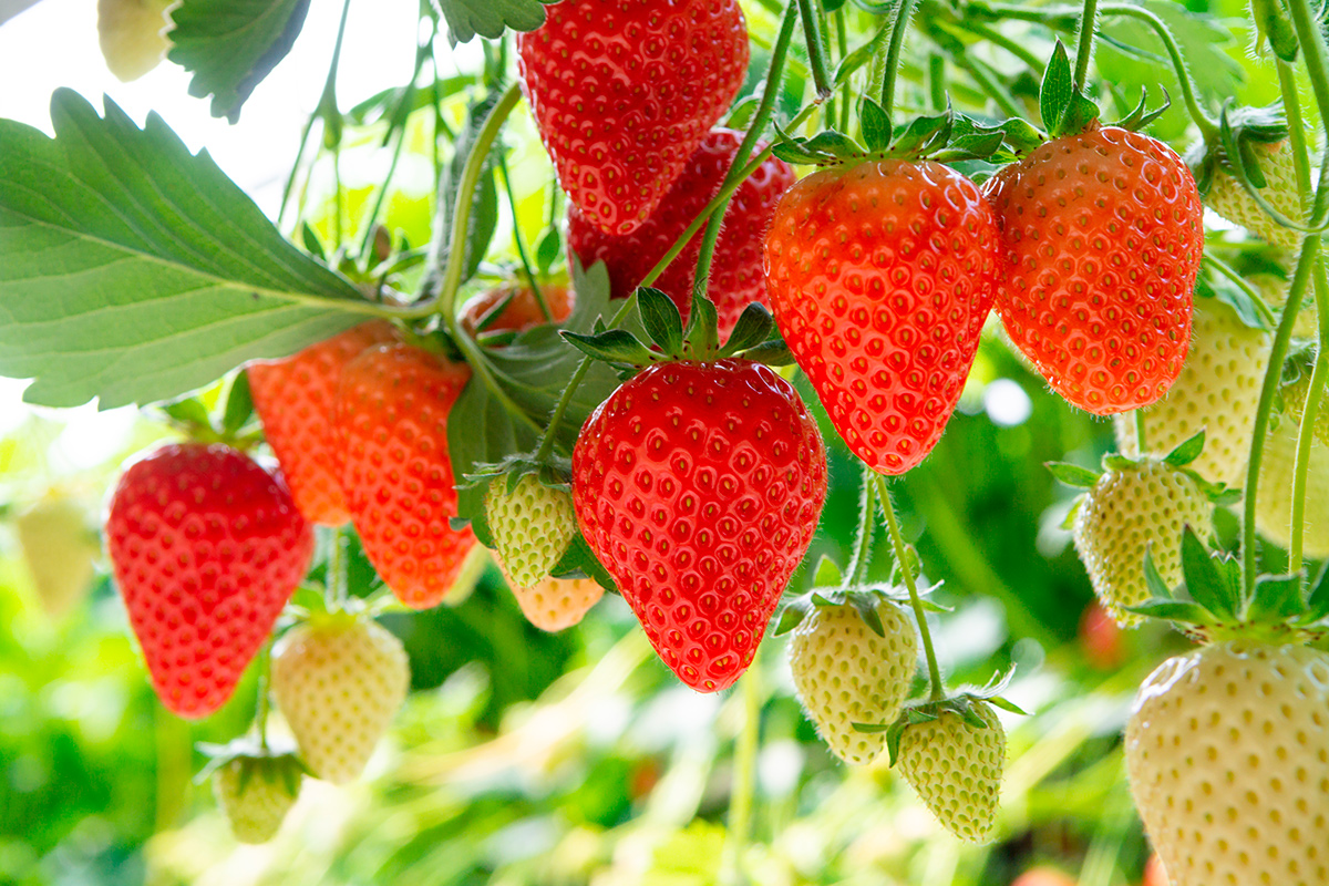 Сохнет клубника – спасаем урожай ягоды простыми методами