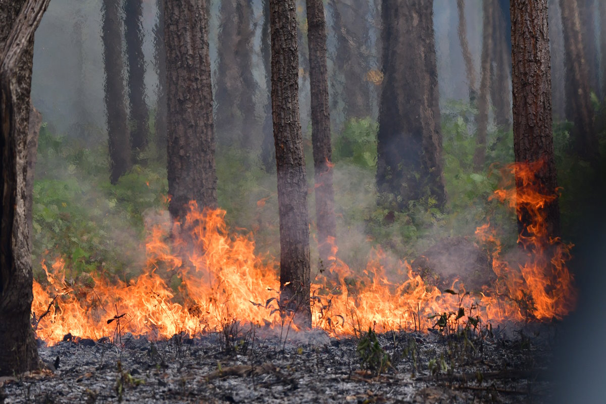 Пять лесных пожаров ликвидировано за прошедшие выходные