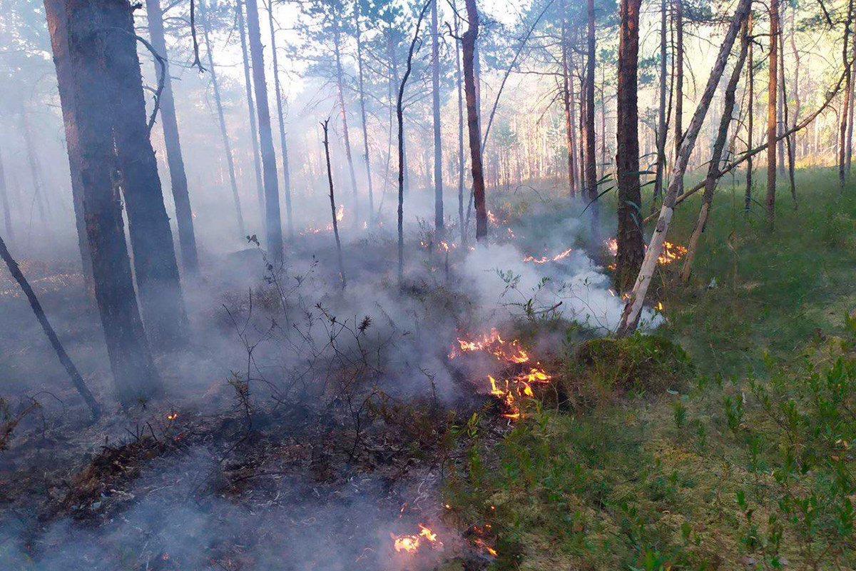 Высокая пожароопасность: охранять леса будут даже ночью
