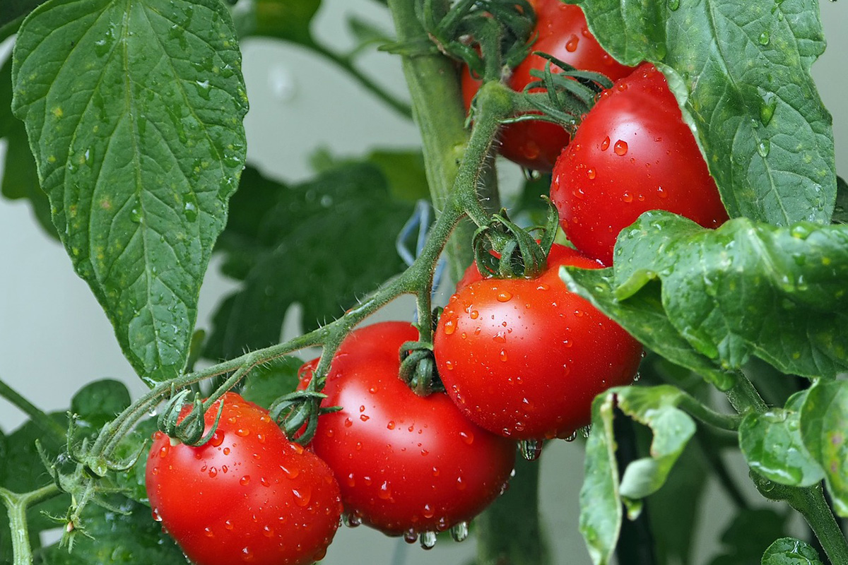 Срочно спасайте урожай: вот почему осыпаются цветы томатов