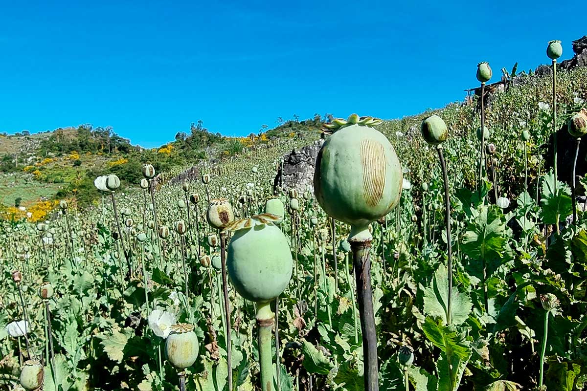 Названа страна-лидер по производству опиума в мире – и это не Афганистан