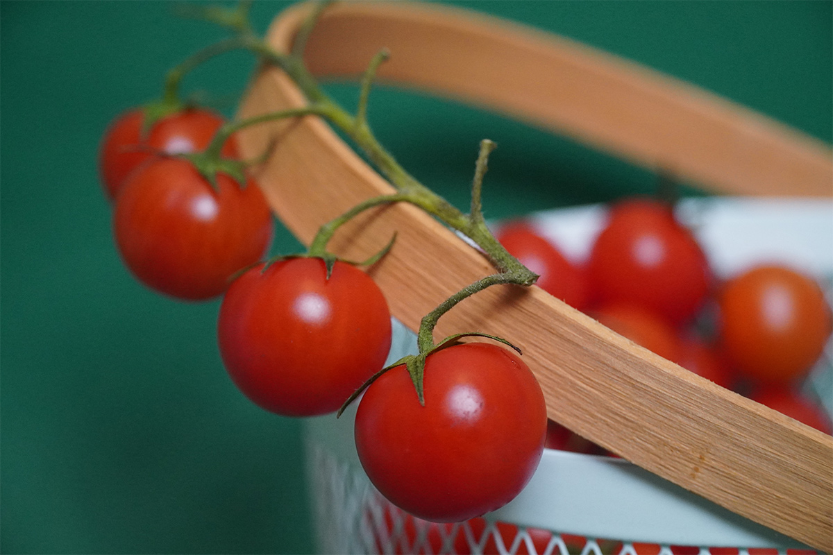 Что дачники кладут в лунку при посадке томатов: этот метод работает 100%