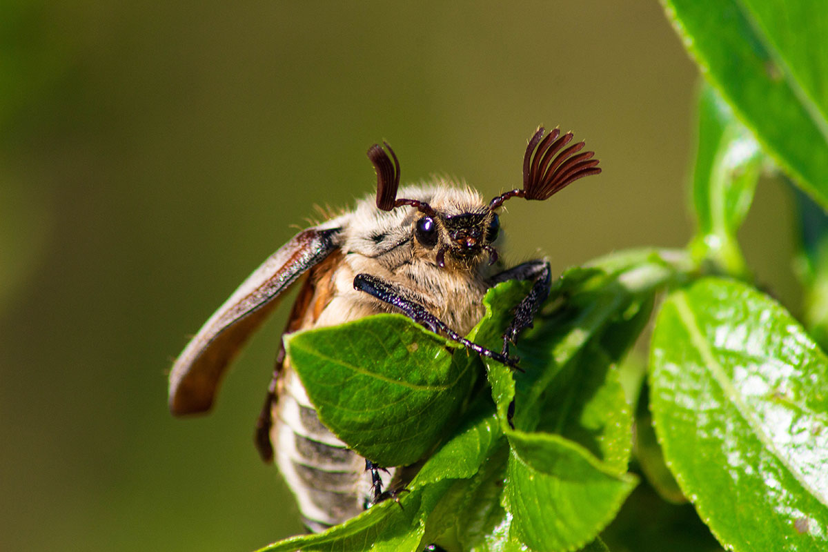 Избавляемся от майского жука на огороде: проверенные народные способы