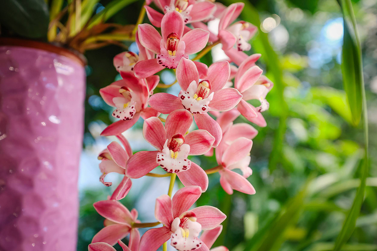 Редкие тропические орхидеи показали в ботаническом саду – фотофакт