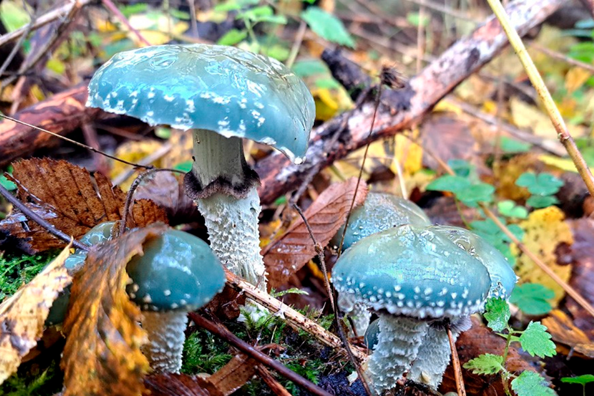 В Беловежской пуще нашли необычный гриб – он пугает своим внешним видом